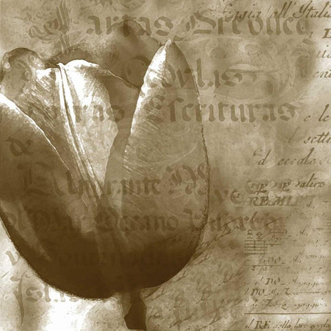 Tulip Black Modern Wood Framed Art Print by Wolk, Lisa