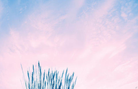 Millennial Pink Sea Grass White Modern Wood Framed Art Print with Double Matting by Lee, Judson