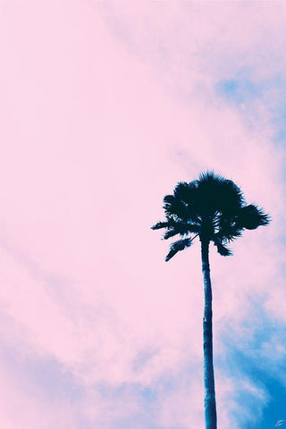 Millennial Pink Palm White Modern Wood Framed Art Print with Double Matting by Lee, Judson