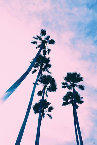 Millennial Pink Palms White Modern Wood Framed Art Print with Double Matting by Lee, Judson