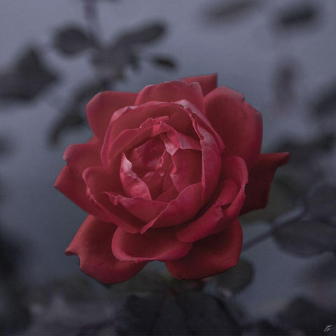 Red Rose Black Modern Wood Framed Art Print by Lee, Judson