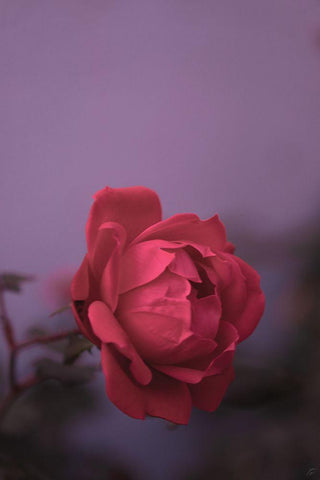 Pinky Rose White Modern Wood Framed Art Print with Double Matting by Lee, Judson