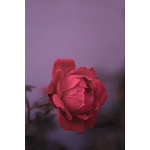 Pinky Rose Gold Ornate Wood Framed Art Print with Double Matting by Lee, Judson