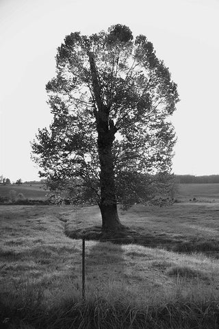 Giant Tree White Modern Wood Framed Art Print with Double Matting by Lee, Judson