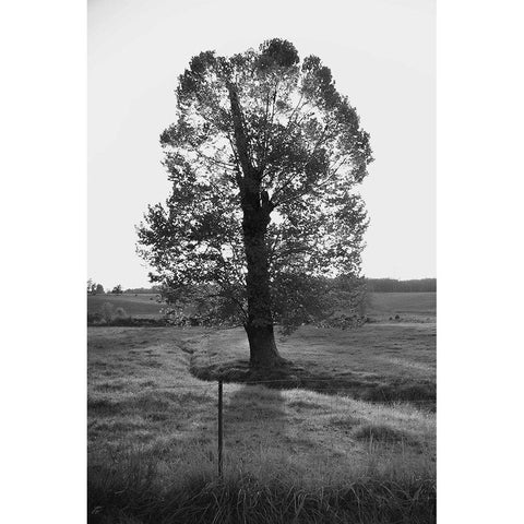 Giant Tree Black Modern Wood Framed Art Print by Lee, Judson