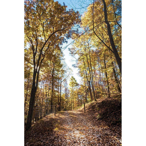 Golden Path Entrance Black Modern Wood Framed Art Print with Double Matting by Lee, Judson