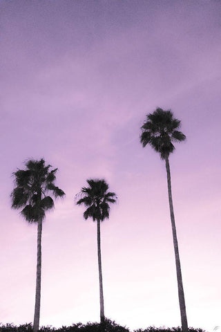 Palms White Modern Wood Framed Art Print with Double Matting by Lee, Judson