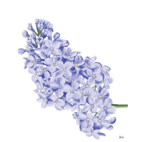 Lilac Flower White Modern Wood Framed Art Print by Fay, Mela