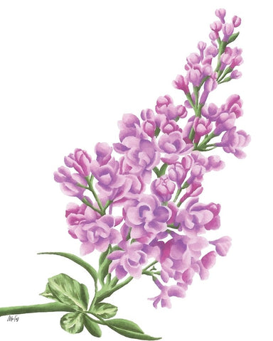 Lilac Flower in Pink Black Ornate Wood Framed Art Print with Double Matting by Fay, Mela