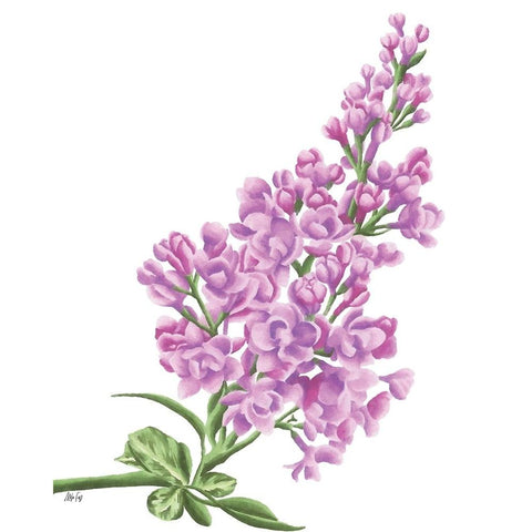 Lilac Flower in Pink Black Modern Wood Framed Art Print with Double Matting by Fay, Mela