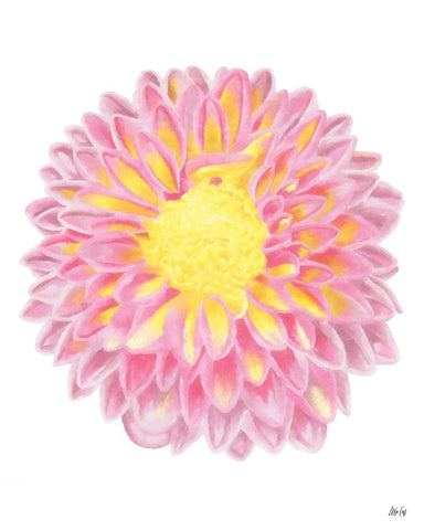 Pink Chrysanthemum White Modern Wood Framed Art Print with Double Matting by Fay, Mela