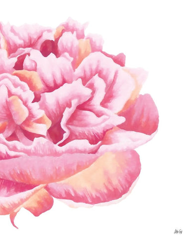 Pink Rose White Modern Wood Framed Art Print with Double Matting by Fay, Mela
