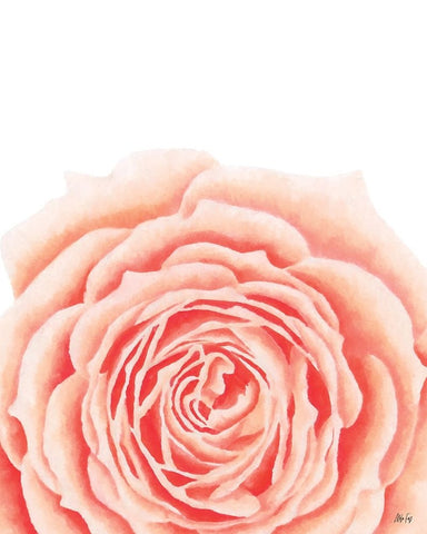 Light Orange Rose White Modern Wood Framed Art Print with Double Matting by Fay, Mela