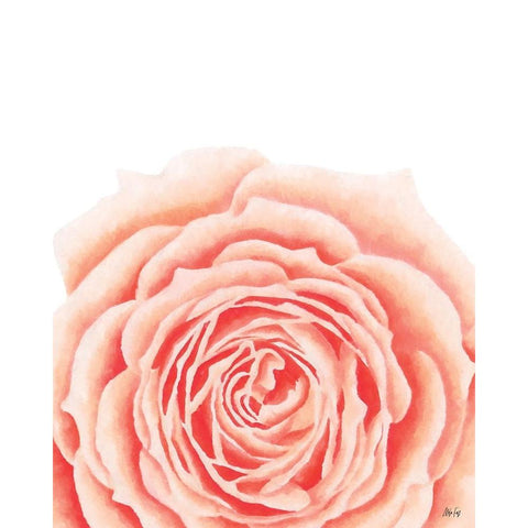 Light Orange Rose White Modern Wood Framed Art Print by Fay, Mela