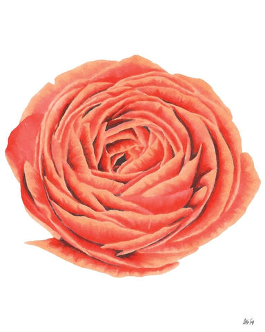 Orange Rose White Modern Wood Framed Art Print with Double Matting by Fay, Mela