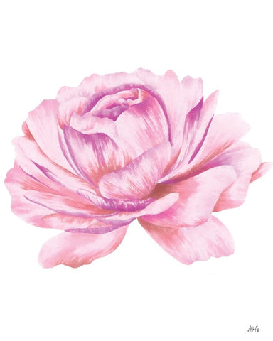 Pink Rose Black Ornate Wood Framed Art Print with Double Matting by Fay, Mela