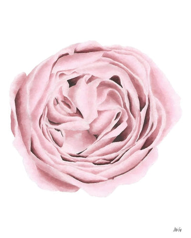 Powder Rose Black Ornate Wood Framed Art Print with Double Matting by Fay, Mela