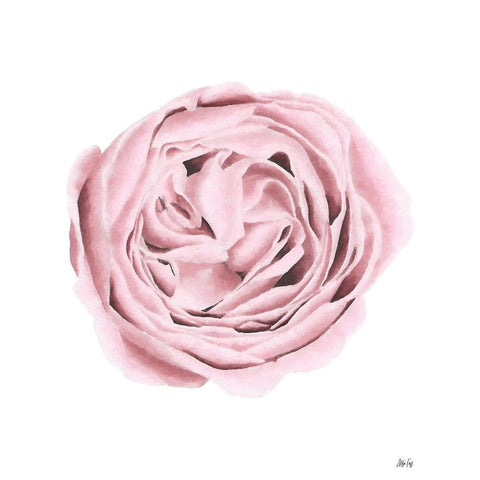 Powder Rose Black Modern Wood Framed Art Print by Fay, Mela