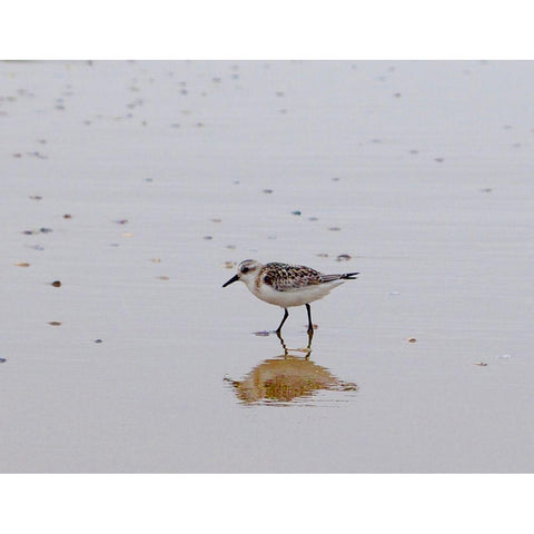Little Guy Gold Ornate Wood Framed Art Print with Double Matting by Singleton, Ashley