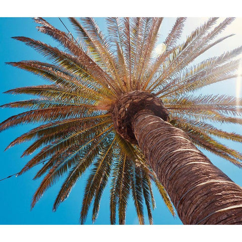 Sunny Palms White Modern Wood Framed Art Print by Singleton, Ashley
