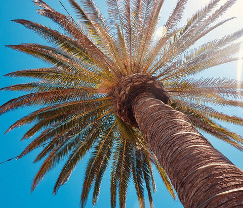 Sunny Palms White Modern Wood Framed Art Print with Double Matting by Singleton, Ashley