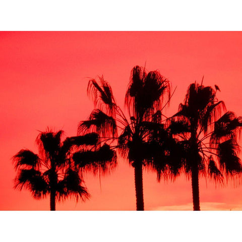 Neon Palm Trees I White Modern Wood Framed Art Print by Singleton, Ashley