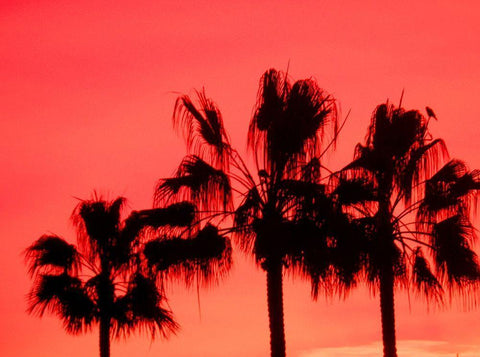 Neon Palm Trees I Black Ornate Wood Framed Art Print with Double Matting by Singleton, Ashley