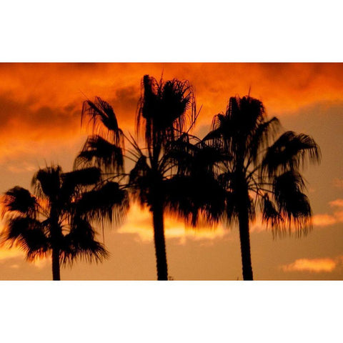 Neon Palm Trees II White Modern Wood Framed Art Print by Singleton, Ashley