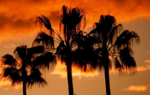 Neon Palm Trees II White Modern Wood Framed Art Print with Double Matting by Singleton, Ashley