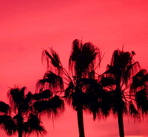 Neon Palm Trees III White Modern Wood Framed Art Print with Double Matting by Singleton, Ashley