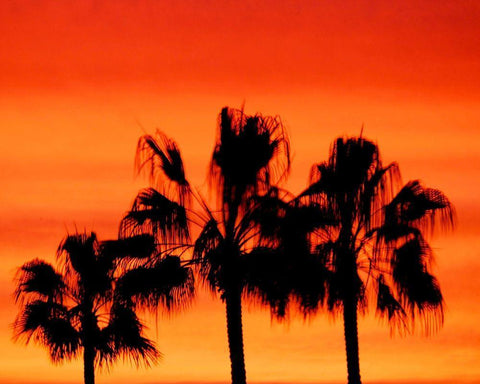 Neon Palm Trees IV White Modern Wood Framed Art Print with Double Matting by Singleton, Ashley