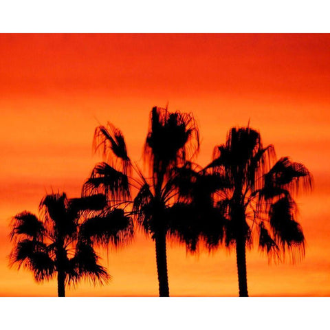 Neon Palm Trees IV Black Modern Wood Framed Art Print by Singleton, Ashley