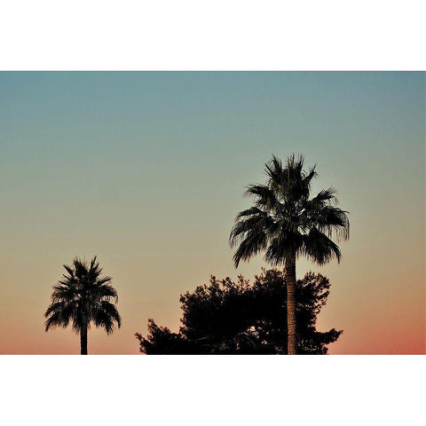 Palm Tree Sunset Gold Ornate Wood Framed Art Print with Double Matting by Singleton, Ashley