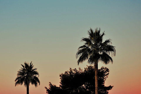 Palm Tree Sunset Black Ornate Wood Framed Art Print with Double Matting by Singleton, Ashley