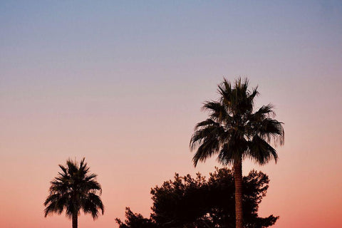 Palm Tree Sunset II Black Ornate Wood Framed Art Print with Double Matting by Singleton, Ashley
