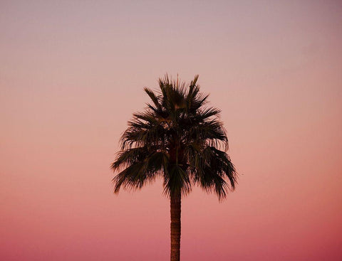 Palm Tree Sunset III Black Ornate Wood Framed Art Print with Double Matting by Singleton, Ashley