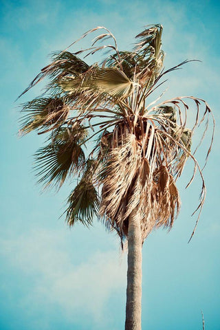 Palm Tree Black Ornate Wood Framed Art Print with Double Matting by Singleton, Ashley