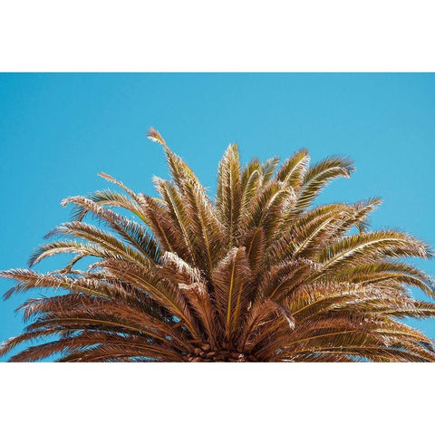 Palm Tree Black Modern Wood Framed Art Print with Double Matting by Singleton, Ashley