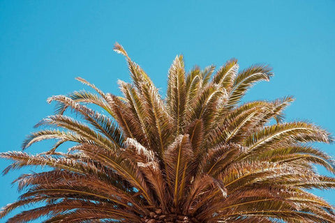 Palm Tree Black Ornate Wood Framed Art Print with Double Matting by Singleton, Ashley