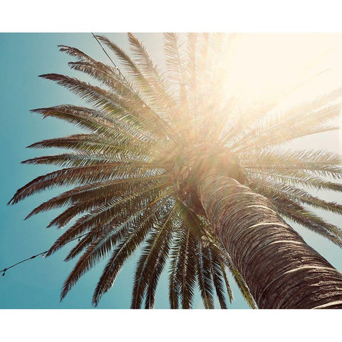 Palm Tree II Black Modern Wood Framed Art Print with Double Matting by Singleton, Ashley