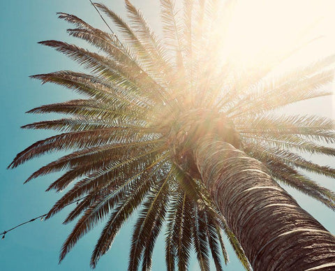 Palm Tree II Black Ornate Wood Framed Art Print with Double Matting by Singleton, Ashley