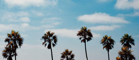 Palm Trees II White Modern Wood Framed Art Print with Double Matting by Singleton, Ashley