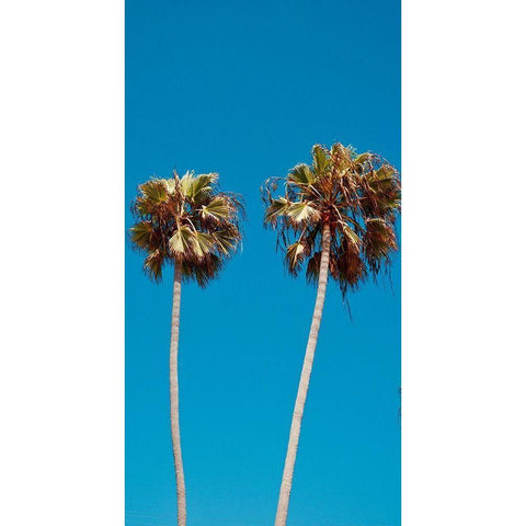 Palm Trees III Gold Ornate Wood Framed Art Print with Double Matting by Singleton, Ashley
