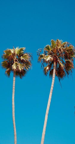Palm Trees III Black Ornate Wood Framed Art Print with Double Matting by Singleton, Ashley