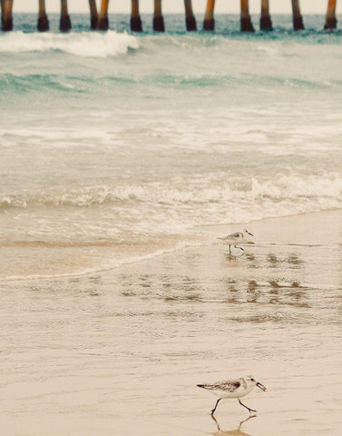 Bird White Modern Wood Framed Art Print with Double Matting by Singleton, Ashley