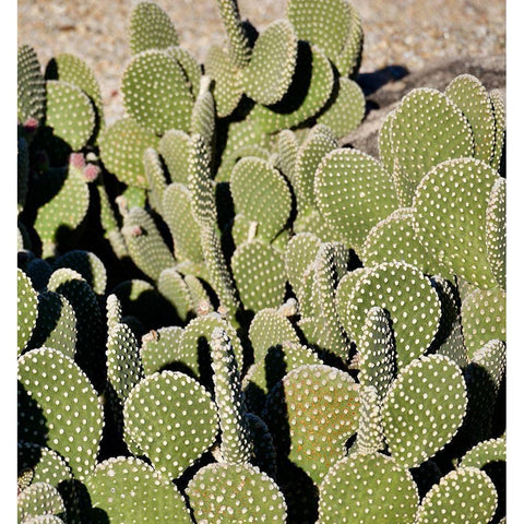 Cactus Black Modern Wood Framed Art Print with Double Matting by Singleton, Ashley