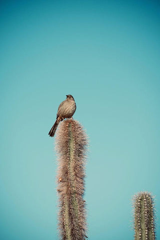 Cactus Bird White Modern Wood Framed Art Print with Double Matting by Singleton, Ashley
