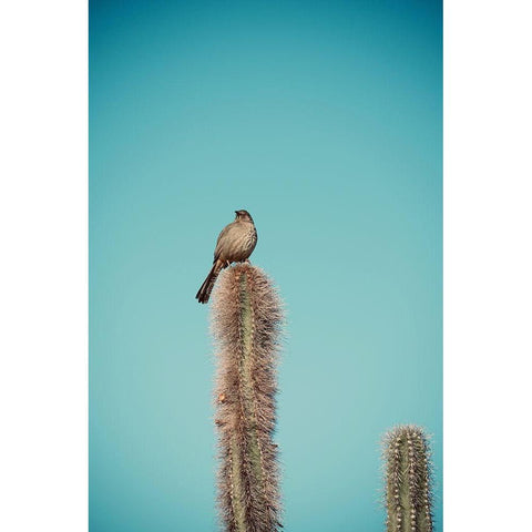Cactus Bird Black Modern Wood Framed Art Print with Double Matting by Singleton, Ashley