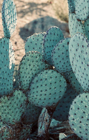 Cactus II White Modern Wood Framed Art Print with Double Matting by Singleton, Ashley