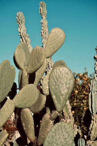 Cactus IV White Modern Wood Framed Art Print with Double Matting by Singleton, Ashley
